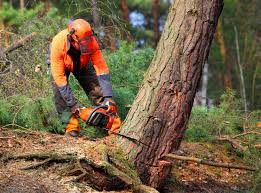 Best Arborist Consultation Services  in Elbow Lake, MN